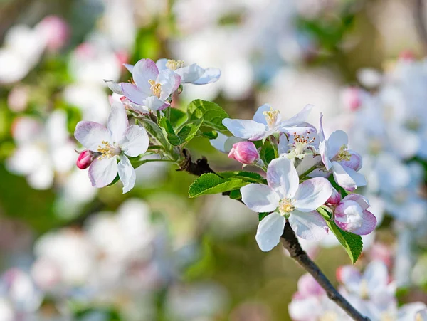 Äppelträd Blomma Våren — Stockfoto