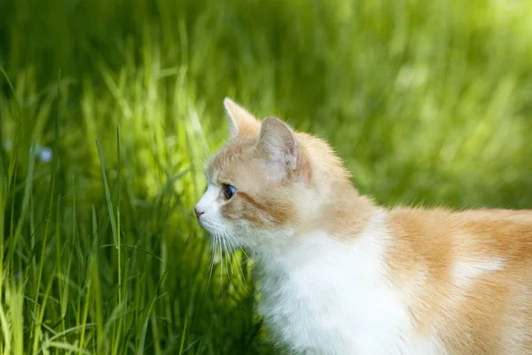 Bahçedeki Çimlerin Arasından Geçen Turuncu Beyaz Kedi — Stok fotoğraf