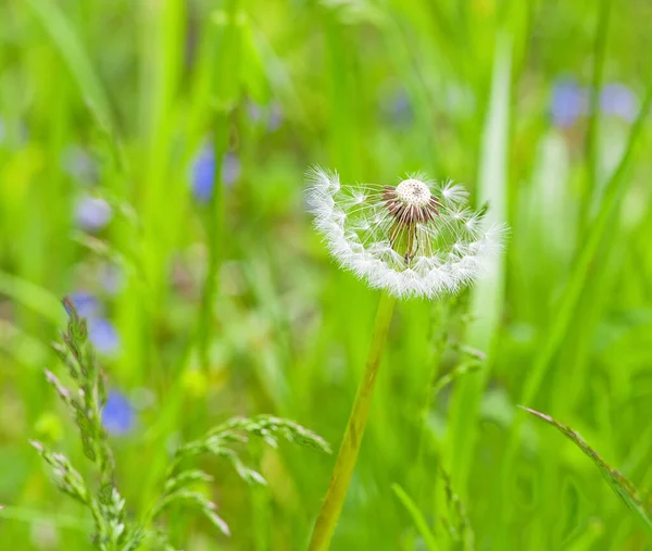 Ρολόι Κεφαλής Πικραλίδας Taraxacum Officinale Στον Κήπο Εικόνα Αρχείου