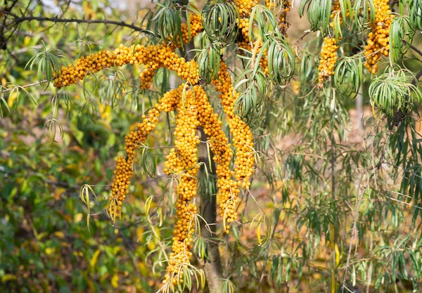 Branch of orange sea buckthorn berries. Sea-buckthorn on the tree .Sea buckthorn berries on the branches.Sunny day — Stock Photo, Image