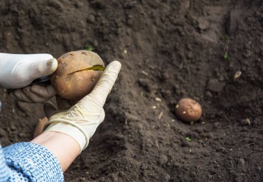 Eldivenli iki el toprağa ekmeden önce patates kesiyor.