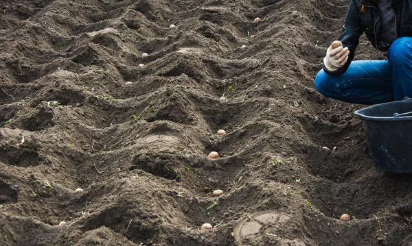 Planting potato beds in spring. Putting potatoes into the soil