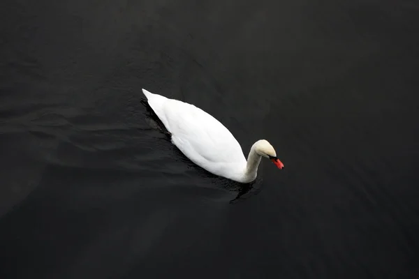 Белый лебедь плавает на Черной воде — стоковое фото