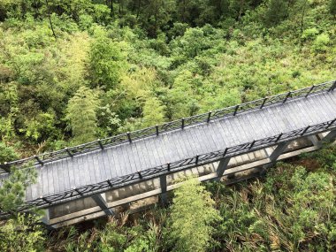 Yaya köprüsü üzerinde orman