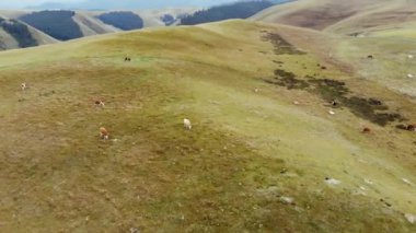 Çiftlik arazisinde çim yiyen bir çift inek. Yaz aylarında çiftlik hayvanları. Yağmurlu bir günde Meadow Village 'daki hayvanlar. Çimenlikteki Sığırların İHA Fotoğrafı.