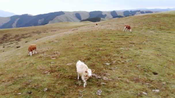 两只母牛正在农场里吃草 夏天的牲口 雨天在梅朵村的动物 草坪上牛群的俯瞰无人机照片 — 图库视频影像