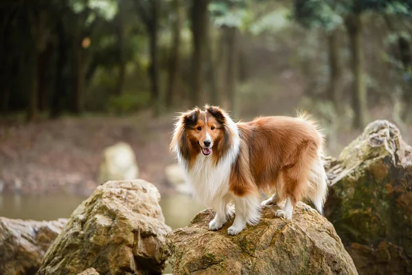 Χαριτωμένος Σκύλος Στο Βράχο — Φωτογραφία Αρχείου