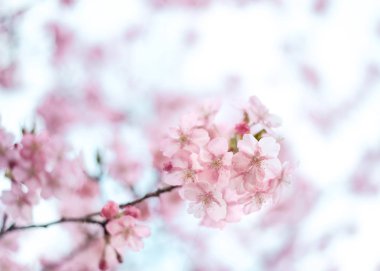 çiçek pembe sakura