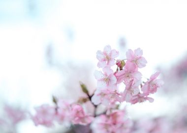 çiçek pembe sakura