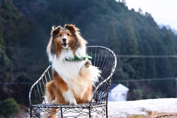 Sandalyenin Üzerinde Köpek — Stok fotoğraf