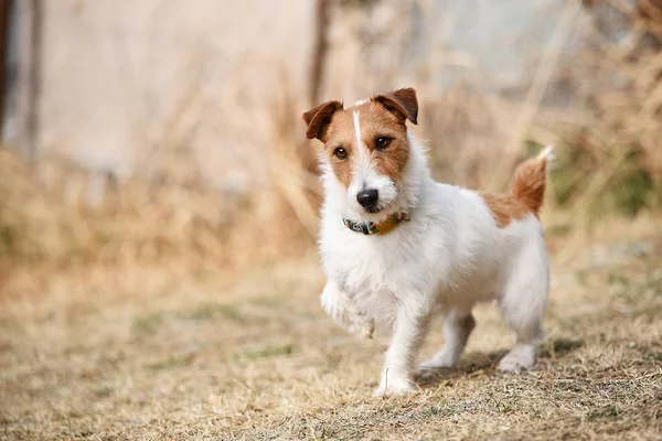 Lindo Jack Russel Terrier Imágenes de stock libres de derechos