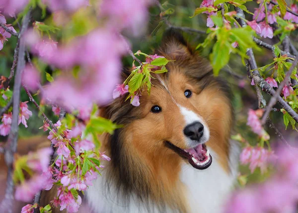 Sheltie Perro Rosa Flores —  Fotos de Stock