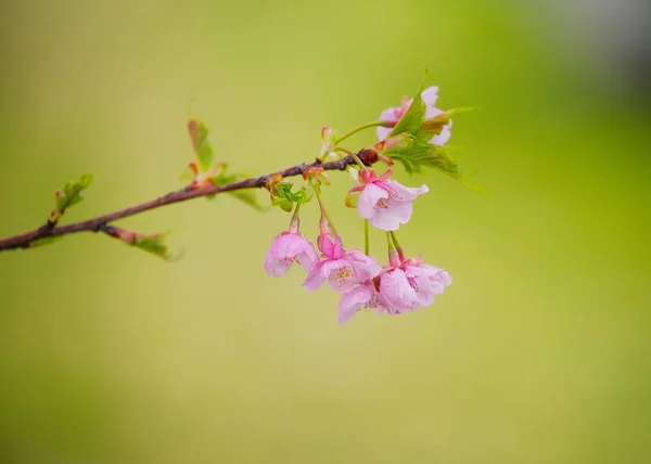 Сакура Цветок Крупным Планом — стоковое фото