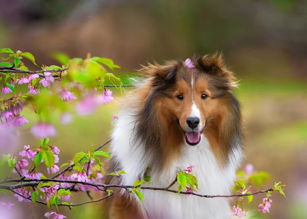 Perro Con Flores Sakura —  Fotos de Stock