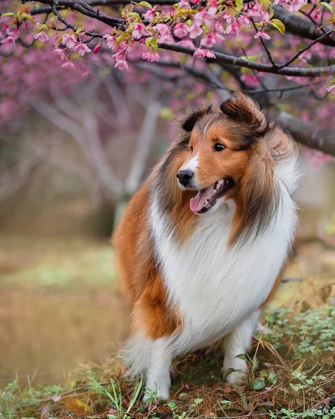 Perro Primavera — Foto de Stock