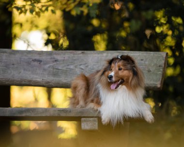 Şirin Sheltie bankta