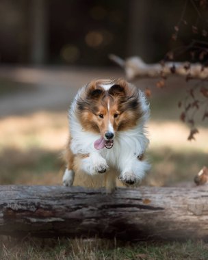 Köpek kütüğün üzerinde zıplıyor