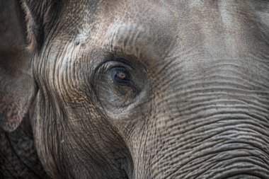 Fil gözleri yakın plan.