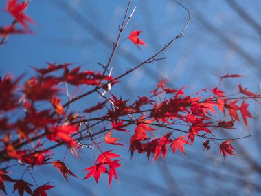Japonca akçaağaç yaprakları sonbaharda