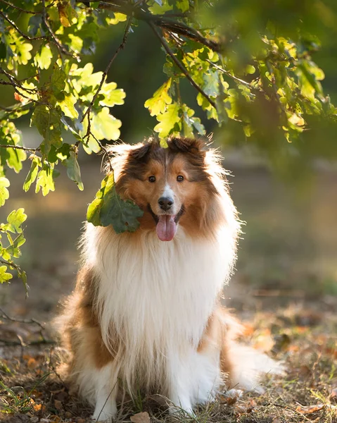 Lindo Perro Posando Con Hojas — Foto de Stock