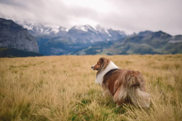 Sheltie Dog Los Alpes Suizos — Foto de Stock