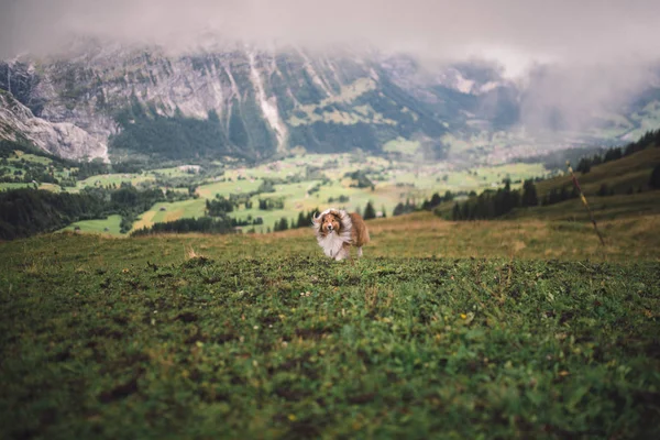 Dog Running Swiss Alps — Stock Photo, Image