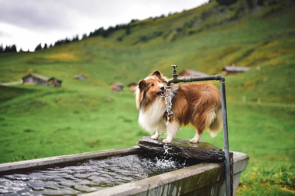Agua Potable Para Perros Los Alpes Suizos — Foto de Stock