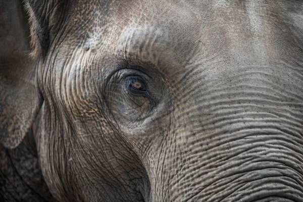 elephant eyes close-up