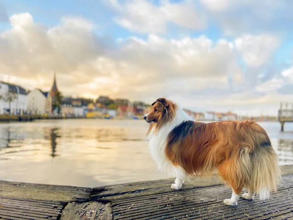 Lindo Perro Viajero Alemania — Foto de Stock