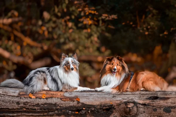 Sheltie Mejores Amigos Parque — Foto de Stock