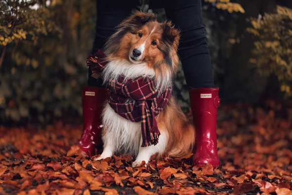 Lindo Perro Con Bufanda —  Fotos de Stock