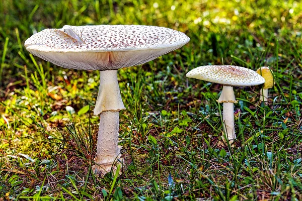 Grands champignons blancs (ressemble à une mangeoire d'oiseaux ) — Photo