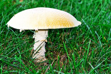 Bir büyük beyaz ve sarı mantar