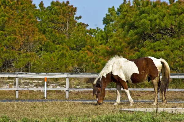 Wild paard naast begrazing van weg — Stockfoto