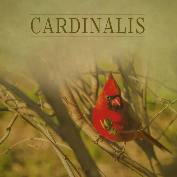 Red Cardinal Background text above Cardinailis — Stock Photo, Image