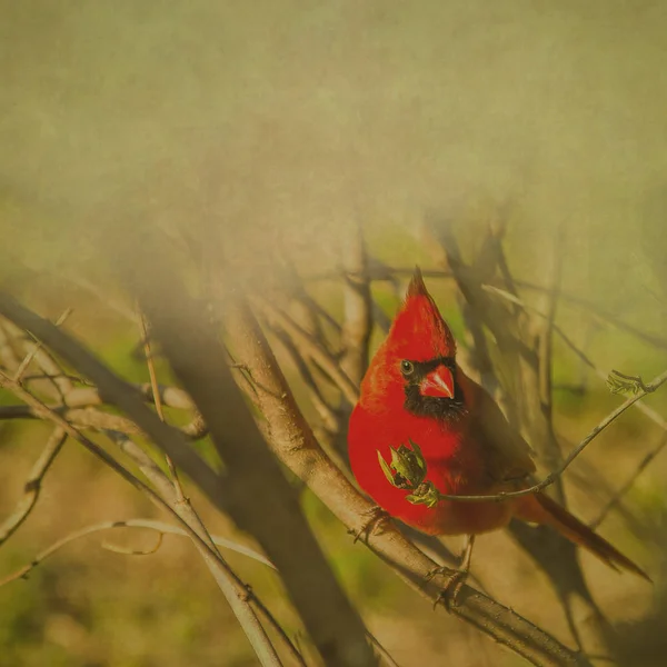Red Cardinal Background — Stock Photo, Image