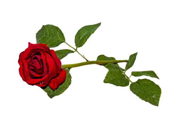 Single Red Rose against White — Stock Photo, Image