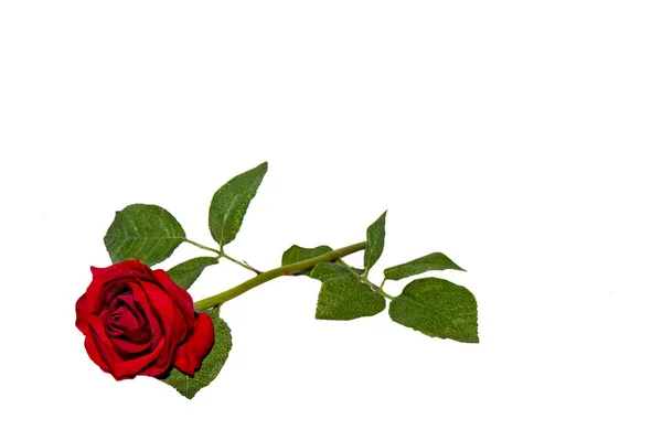 Single Red Rose isolated on White — Stock Photo, Image