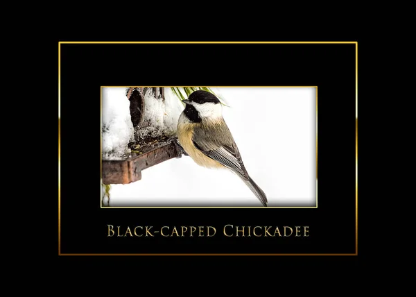 Siyah arka planda bülbül kuşu iç metin siyah şapkalı — Stok fotoğraf