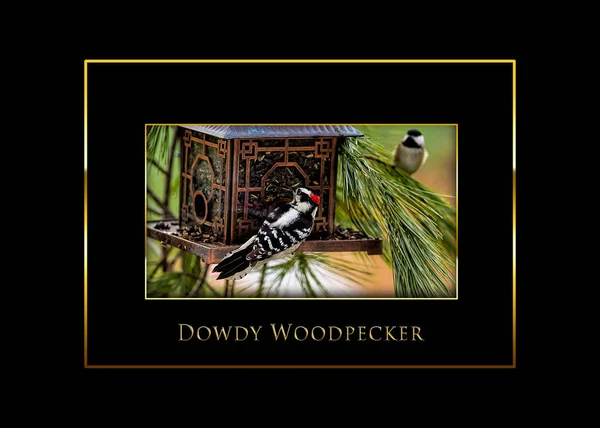 Downy Woodpecker pássaro inset fundo preto — Fotografia de Stock