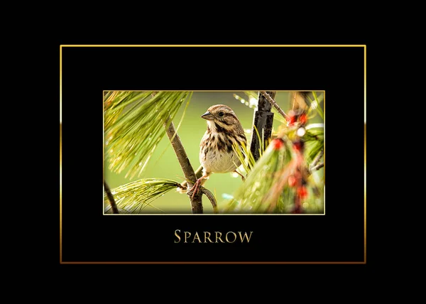 Vrabec pták hřadující na větvích vložka černé pozadí — Stock fotografie