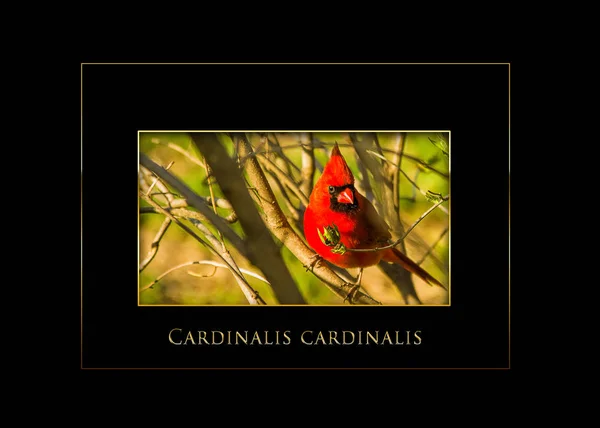 Kardinál červený pták hřadující na větve vsazení černé pozadí — Stock fotografie