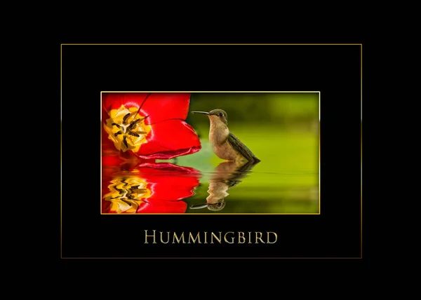 Hummingbird röd blomma och reflektioner infällda i svart bakgrund — Stockfoto