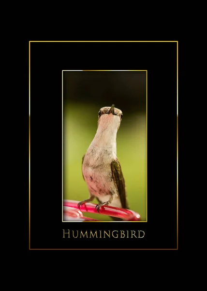 Hummingbird infällda svart bakgrund — Stockfoto