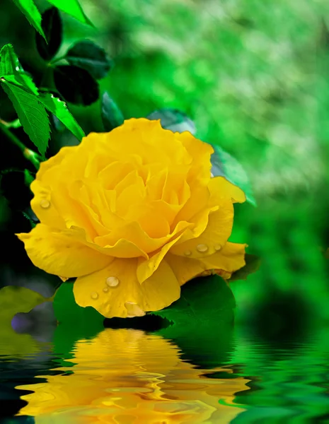 Rosa amarela bonita e seu reflexo na água — Fotografia de Stock
