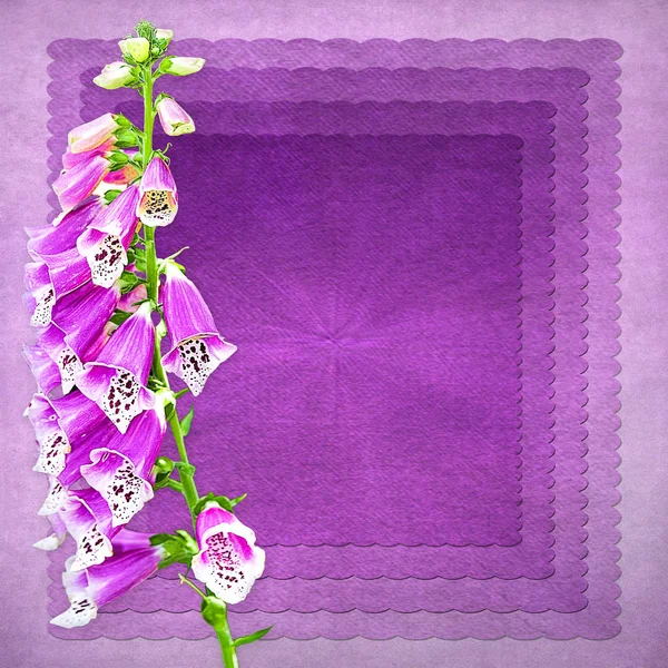 Purple foxglove Flower Background — Stock Photo, Image