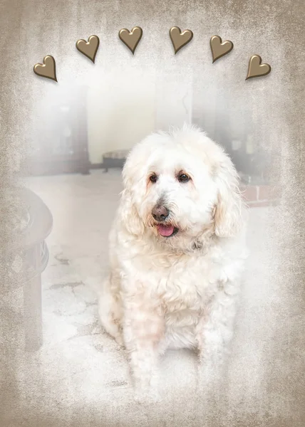 White fluffy golden doodle dog sitting in living room surrounded by a textured background.  Bronze hearts overhead with area for text.