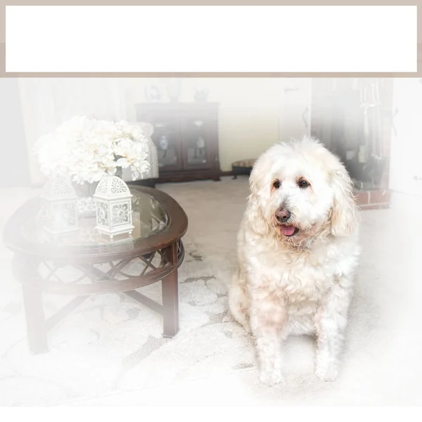 White Fluffy Golden Doodle Dog Sitting Living Room Surrounded Textured — Stock Photo, Image