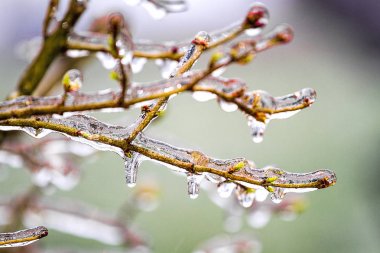 Buz sarkıtları tomurcukları ve ağaçlar kapalı küçük dalları üzerinde sonra şiddetli kar fırtınası kurdu