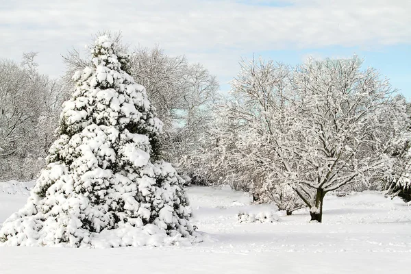 Vacker Utsikt Över Träd Täckta Snö Dagen Efter Snöstorm — Stockfoto